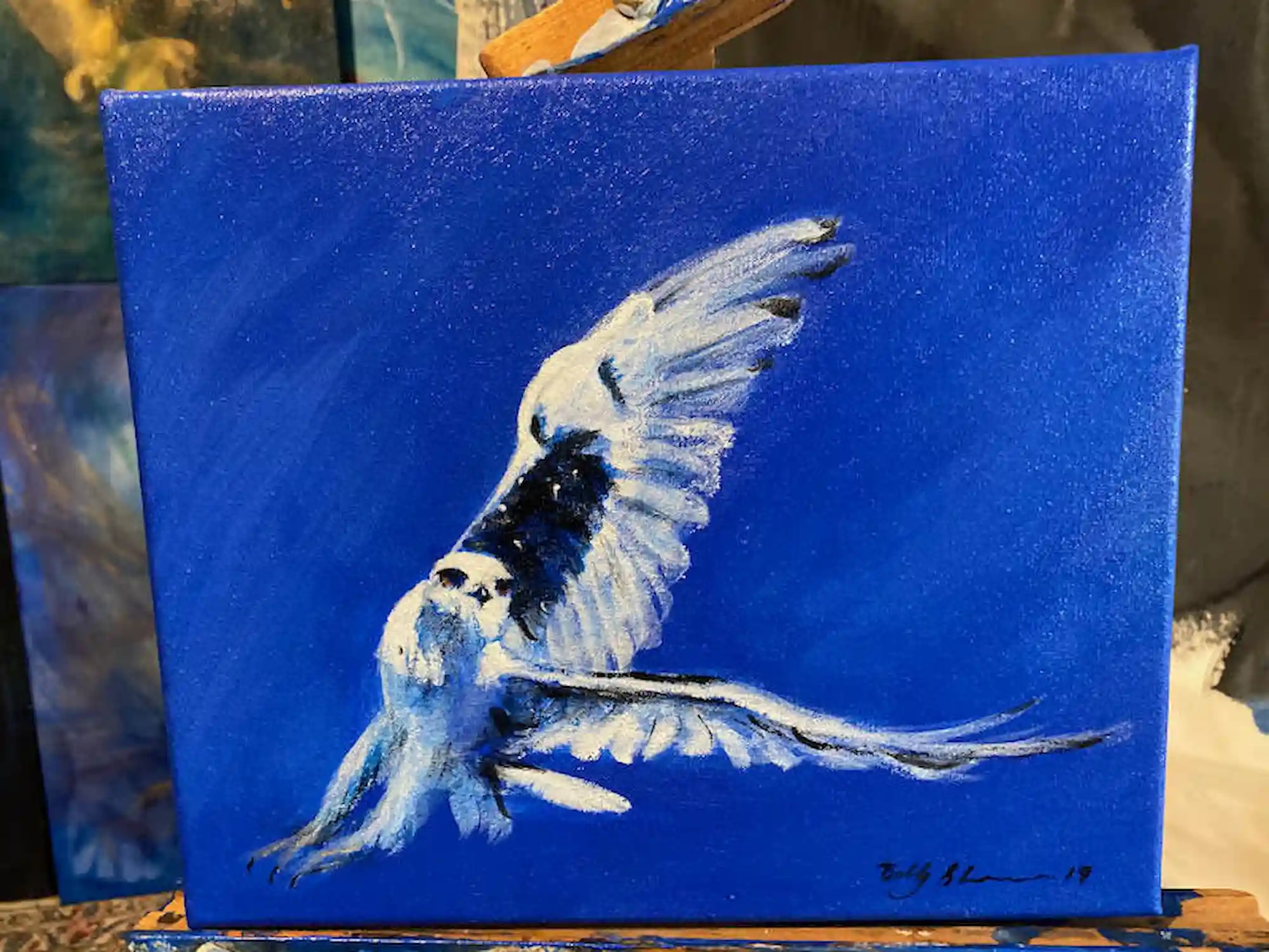 Black Shouldered Kite, acrylic painting by Billy Shannon, Brisbane 2020